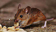 24 Hour & Emergency Exterminators in Curtice, OH